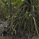 Stilt roots provide mechanical support to trees growing in the soft, moist soil of the Myristica swamps.